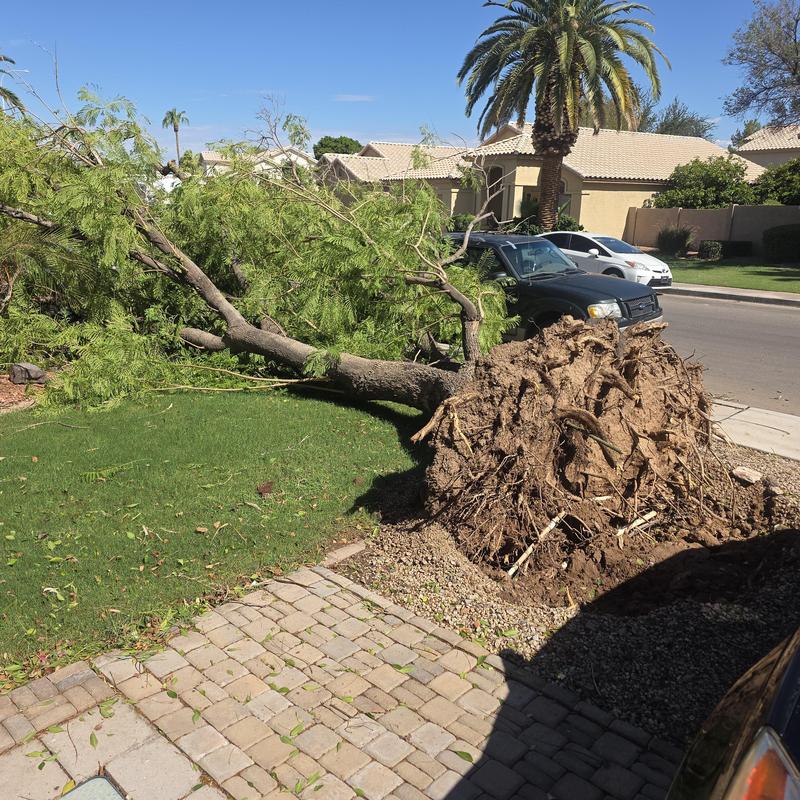 Plumbing leak inspection near uprooted tree in yard