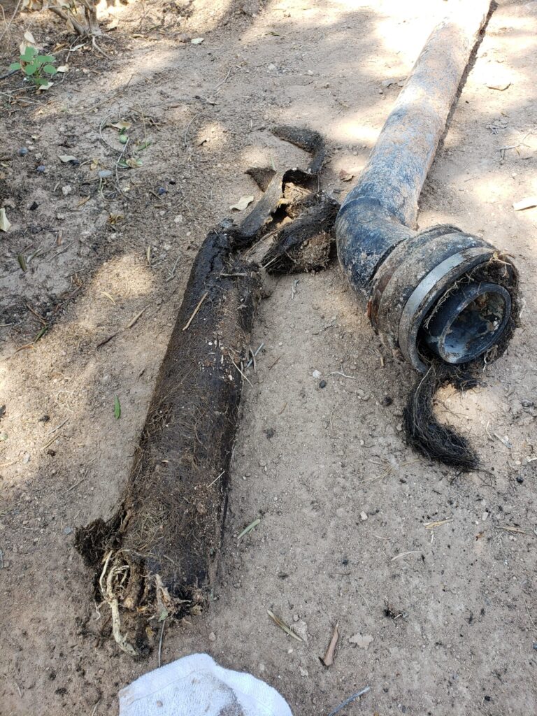 Removed sewer line and roots from a sewer replacement in Gilbert